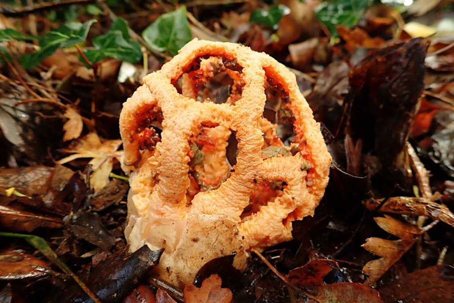 Гриб красная сеточка