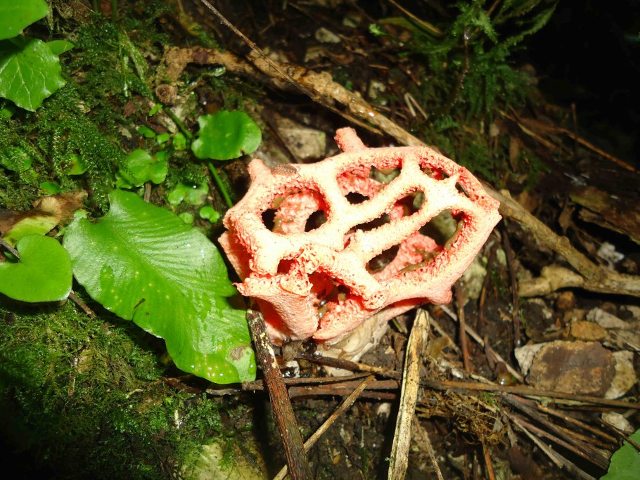 Решеточник белый