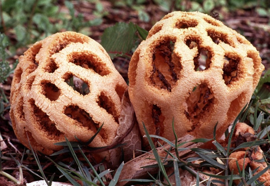 Решеточник белый