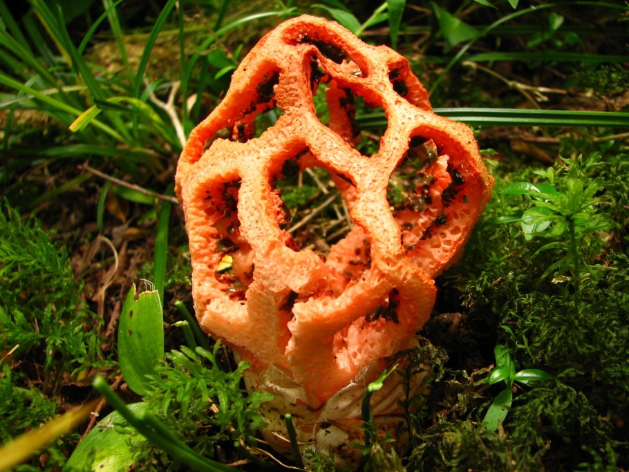 Антурус Арчера (Clathrus archeri)