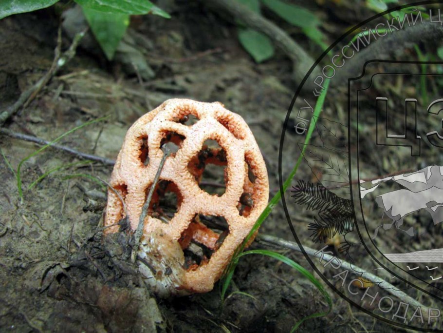 Гриб решеточник красный