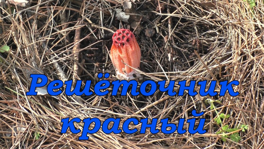 Гриб решеточник красный