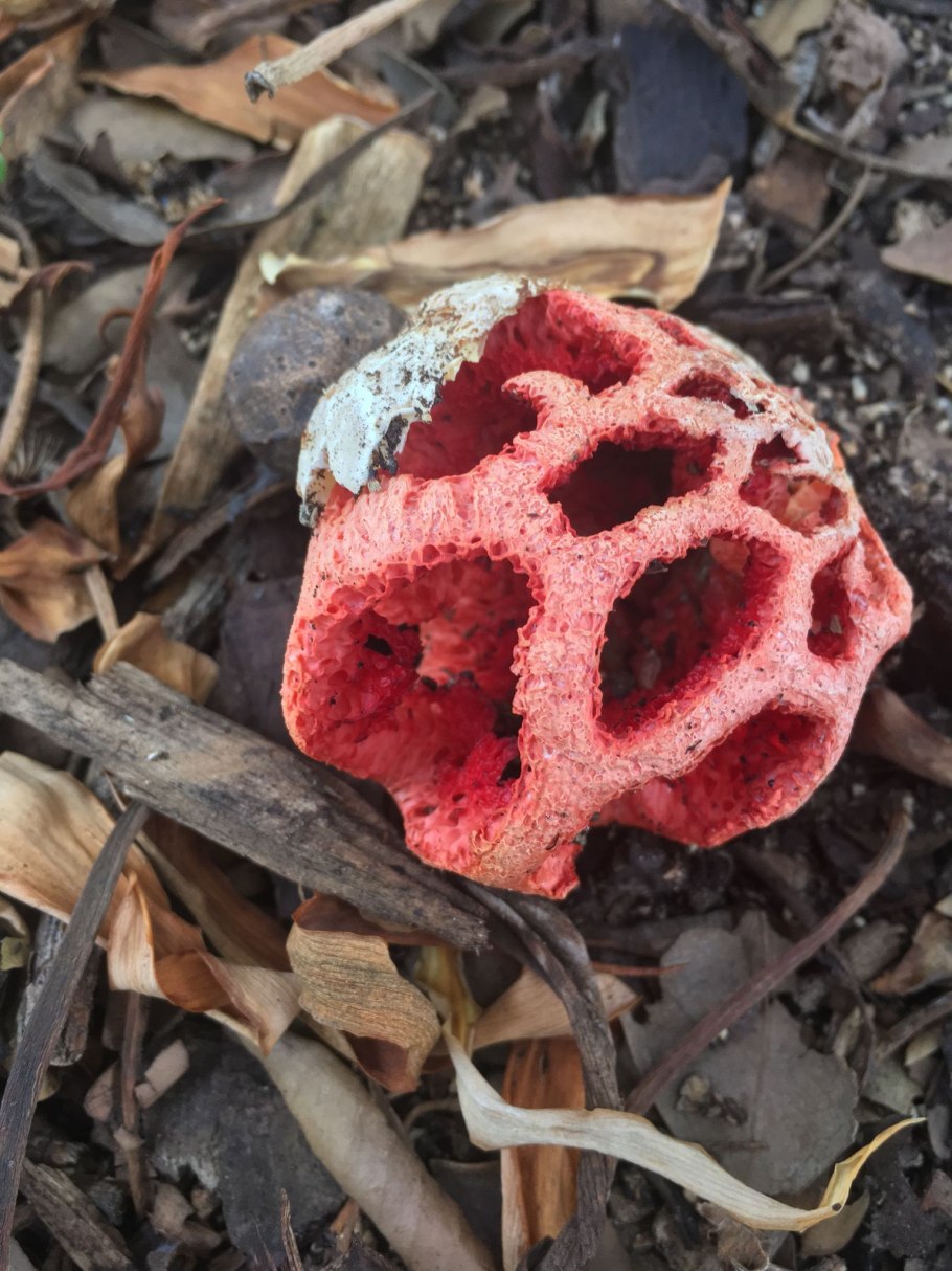 Клеточный красный гриб