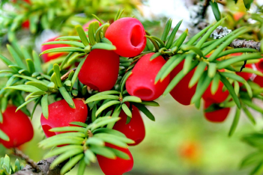 Тисс ягодный (Taxus baccata