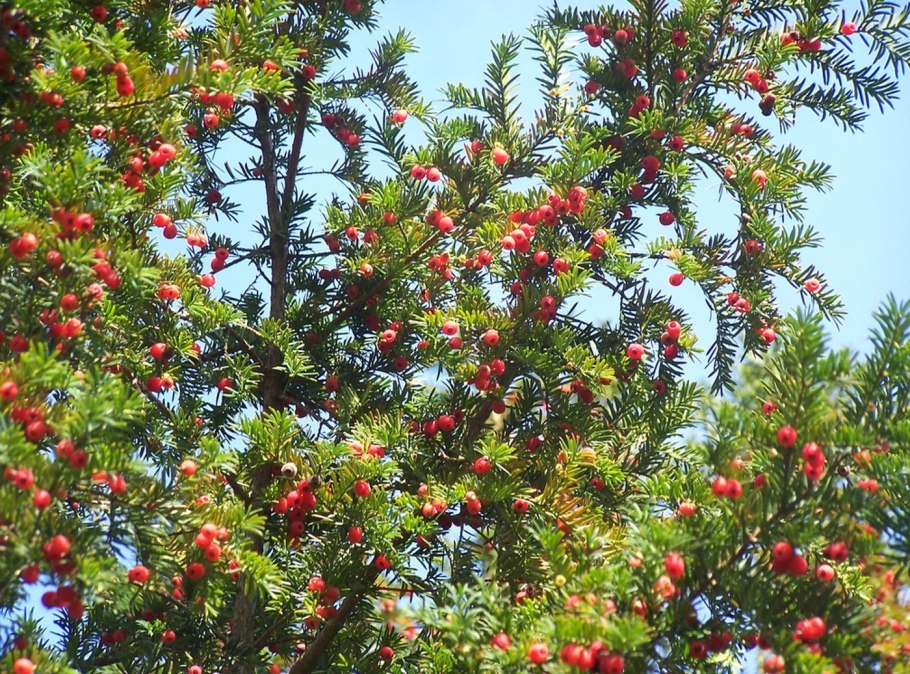 Тисс Taxus Media Hillii