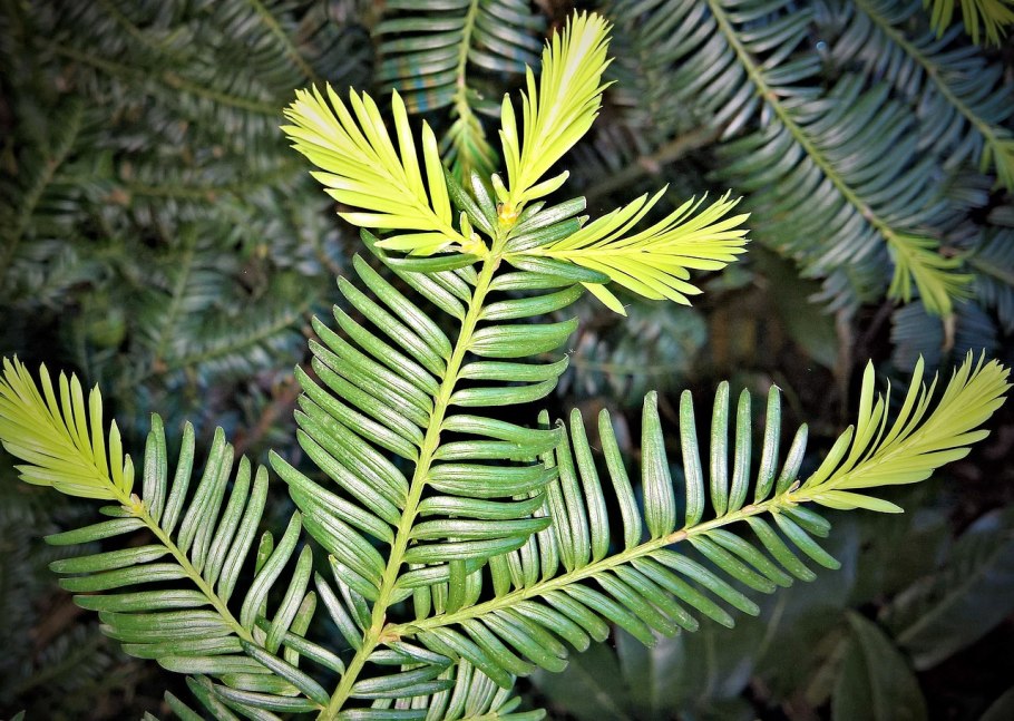 Taxus baccata, Taxaceae
