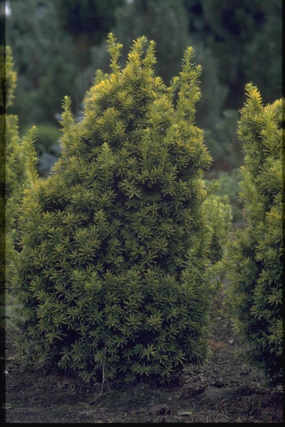 Тис (Тисс) ягодный дерево