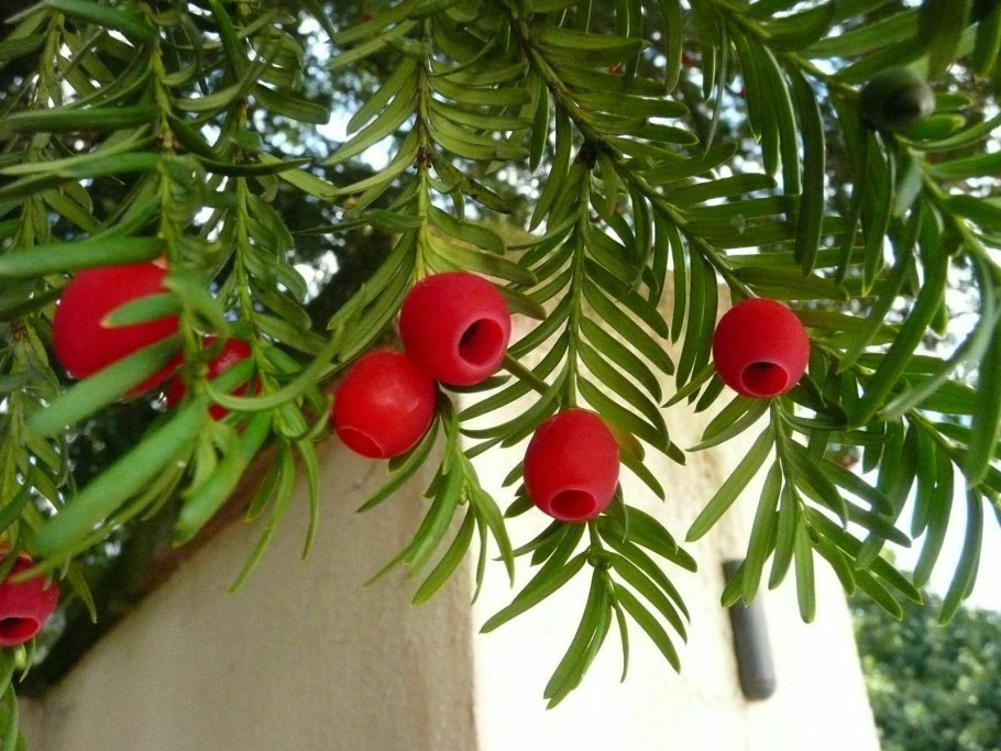 Тис ягодный (Taxus baccata David p9)