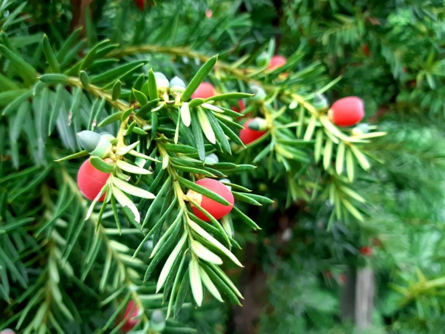 Тисс ягодный (Taxus baccata
