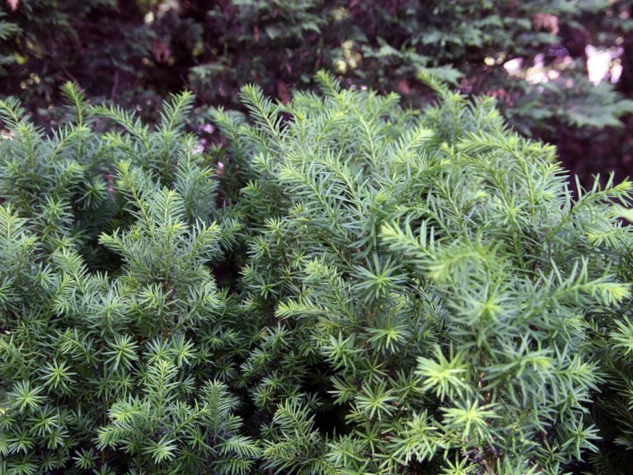 Тисс ягодный (Taxus baccata