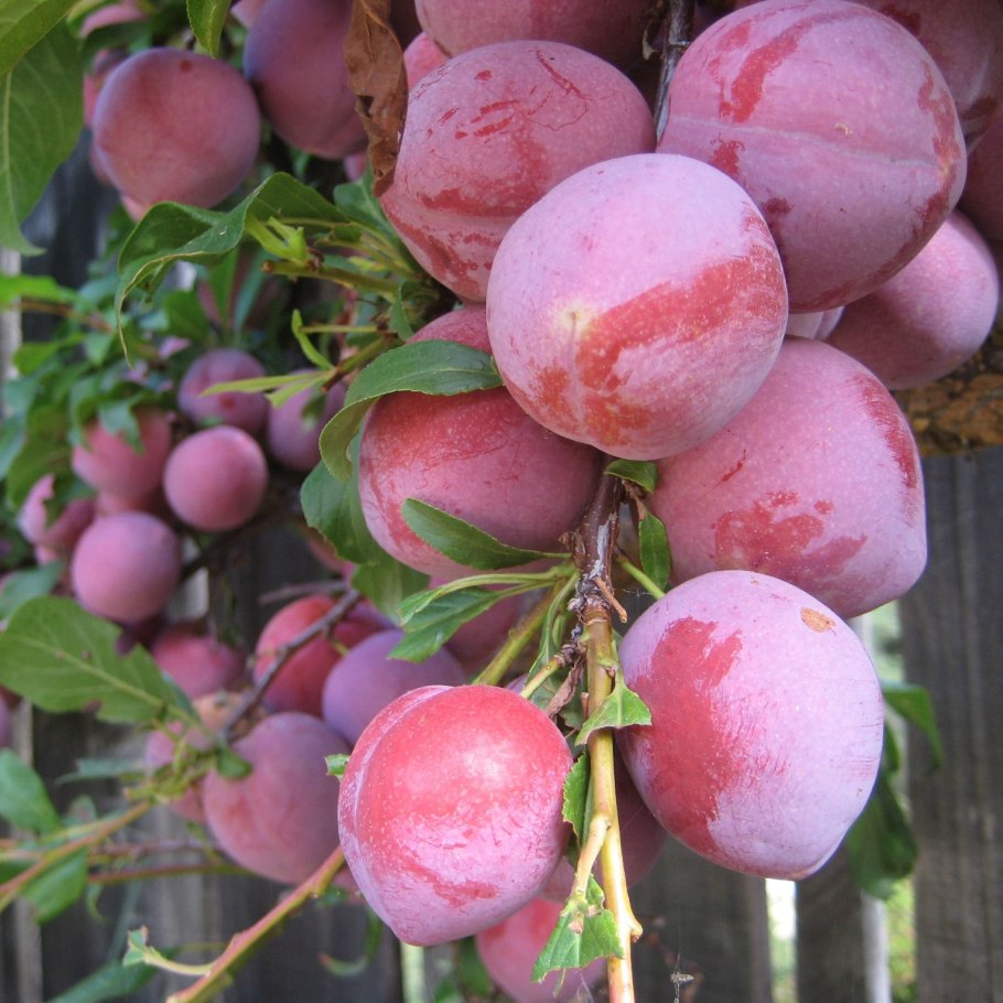 Алыча Нектаринка