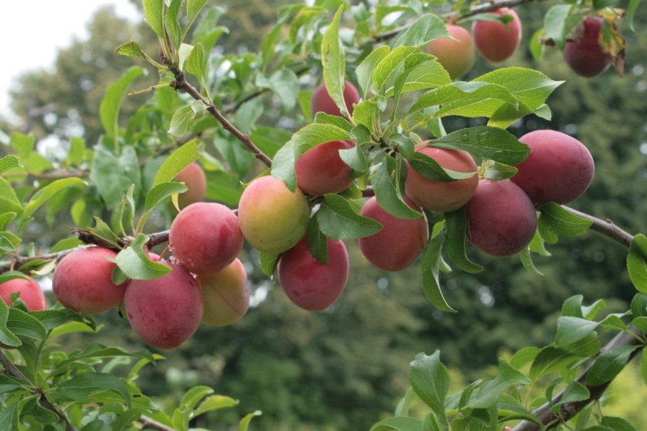 Алыча подвязка