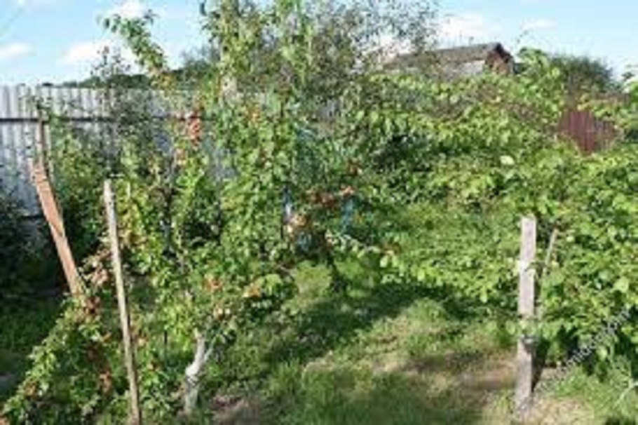 Слива гордость Урала