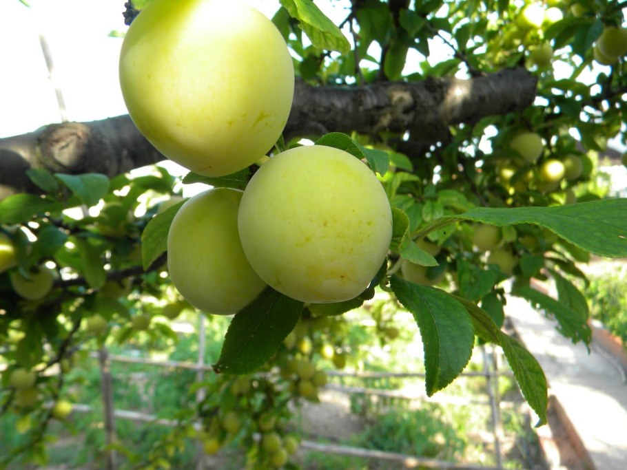 Слива русская (алыча) Кубанская Комета