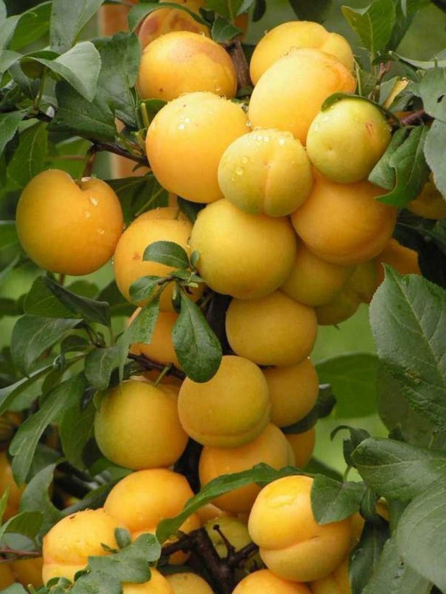 Алыча Комета