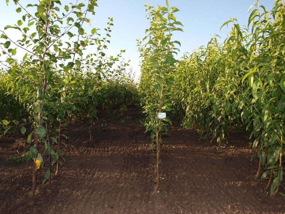 Китайская алыча