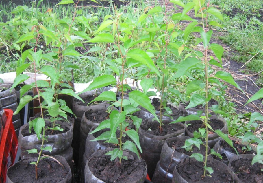 Саженец абрикос персик слива