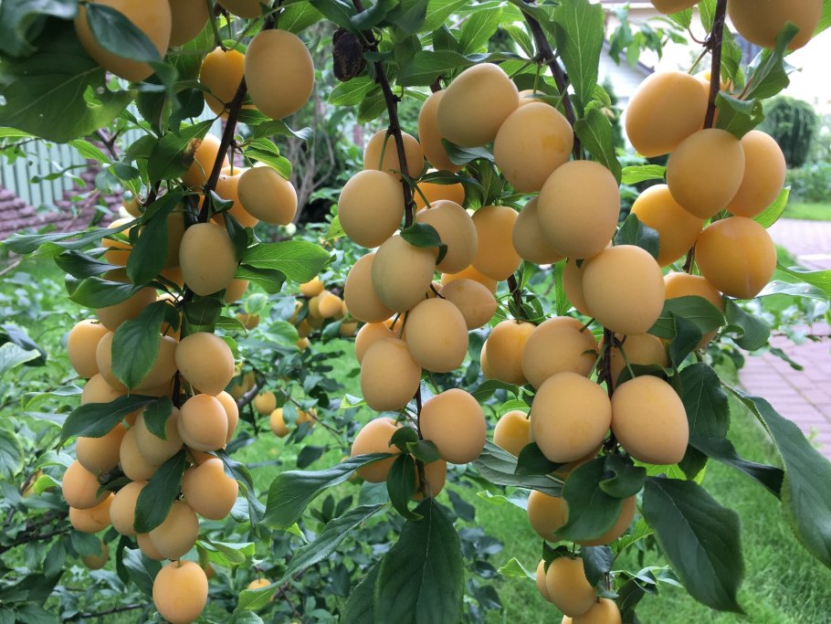 Слива в Краснодарском крае