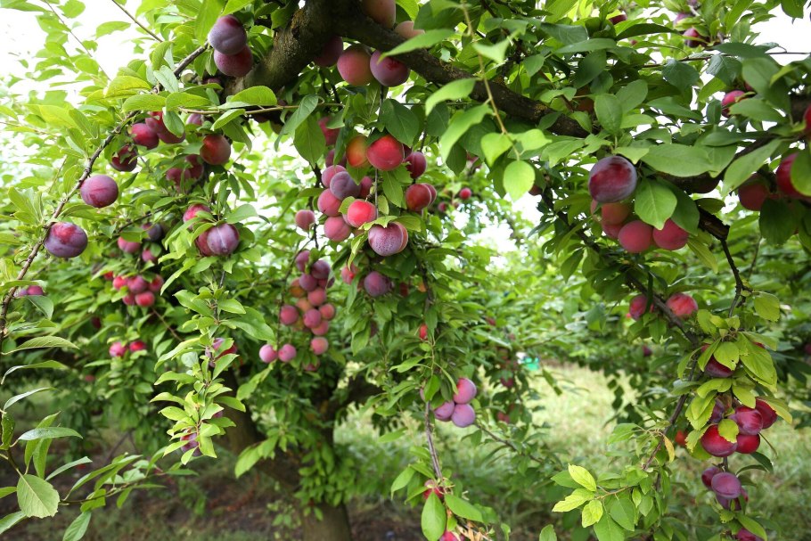 Обрезка персика осенью схема