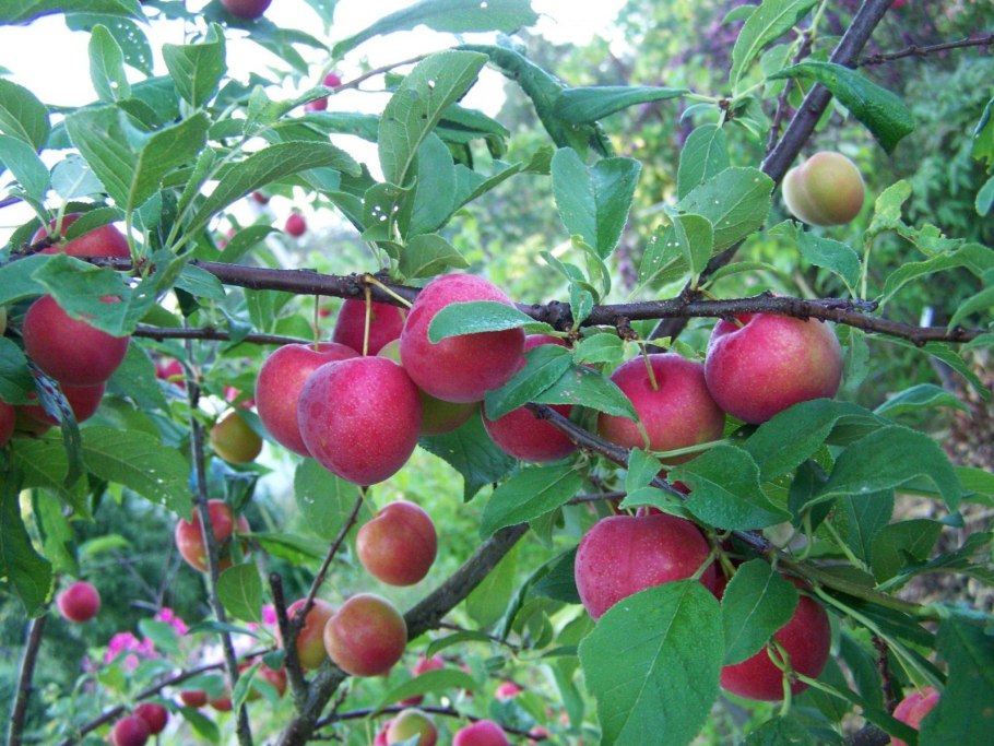 Алыча Ереван