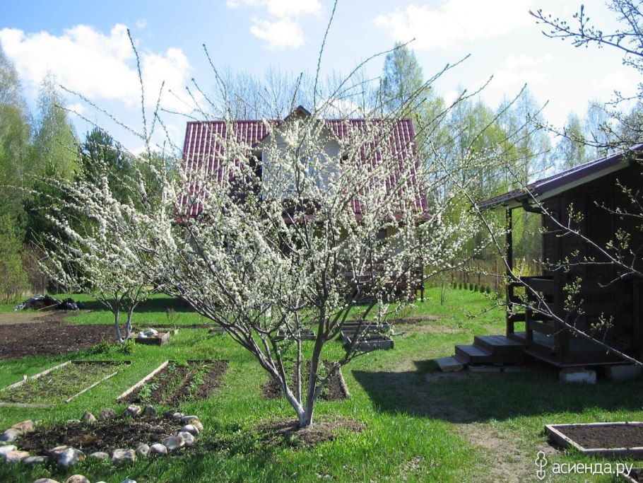 Слива пестролистная хесея