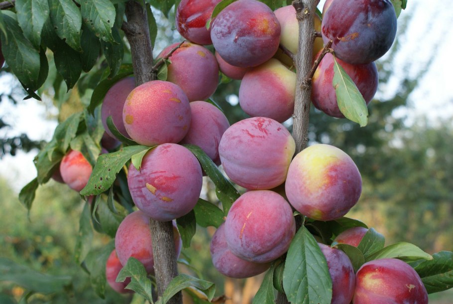 Слива Уссурийская (Prunus ussuriensis)