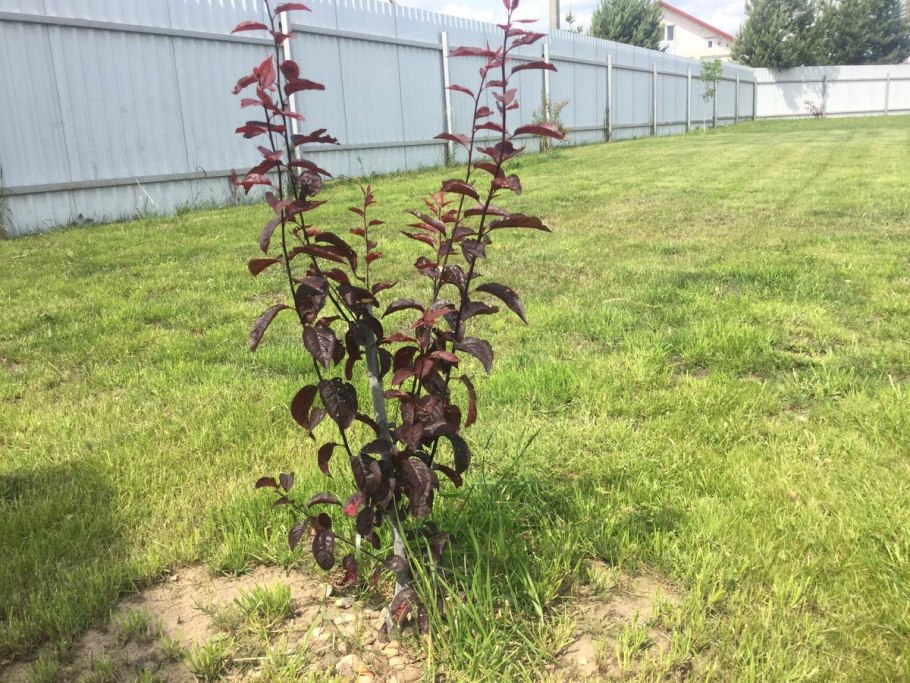 Слива Империал колоновидная