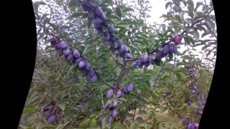 Штамбовая груша