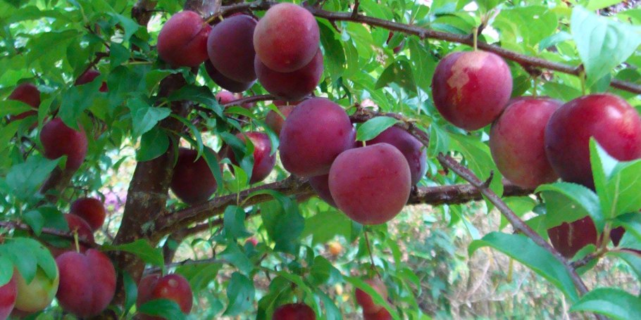 Алыча шатер