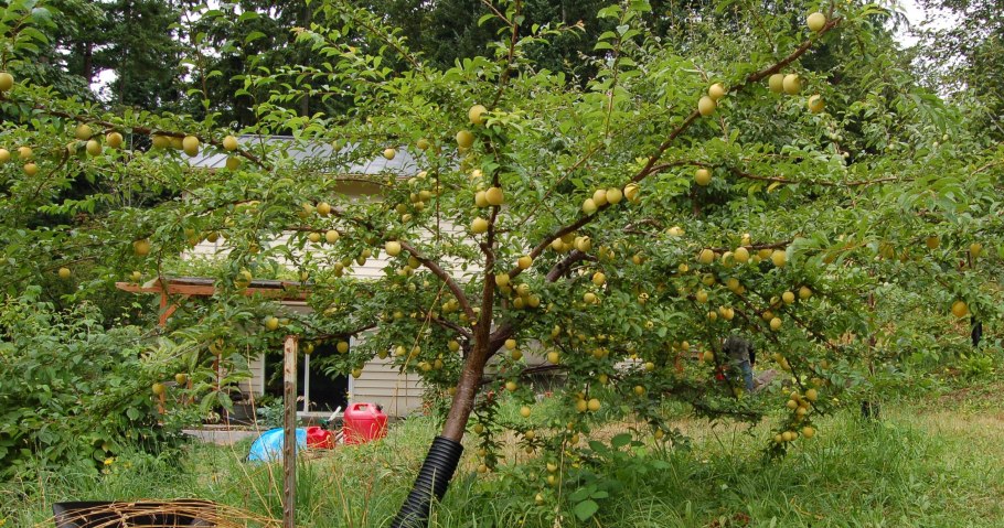 Слива алыча Кубанская Комета