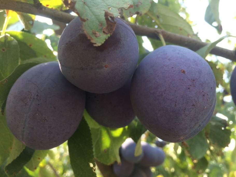 Алыча Янтарная