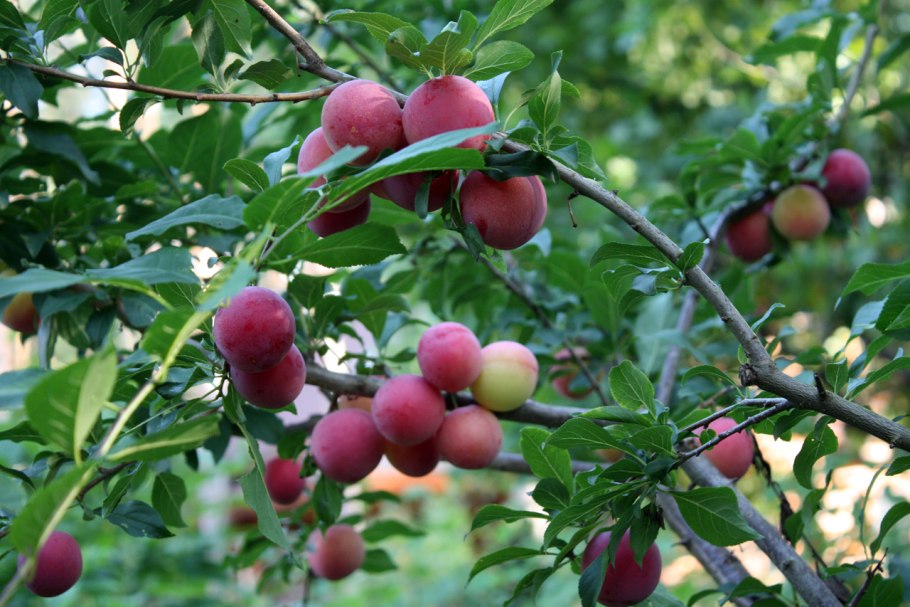 Свит Империал слива колоновидная