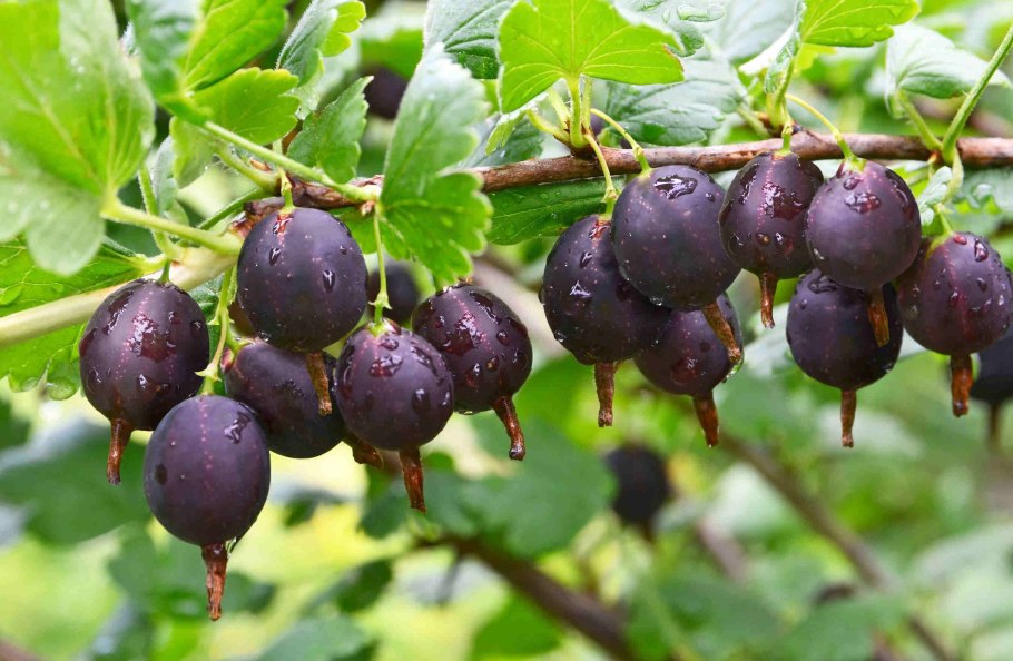 Крыжовник hinnonmainen keltainen