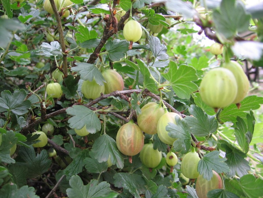 Крыжовник Юбилейный v-2л