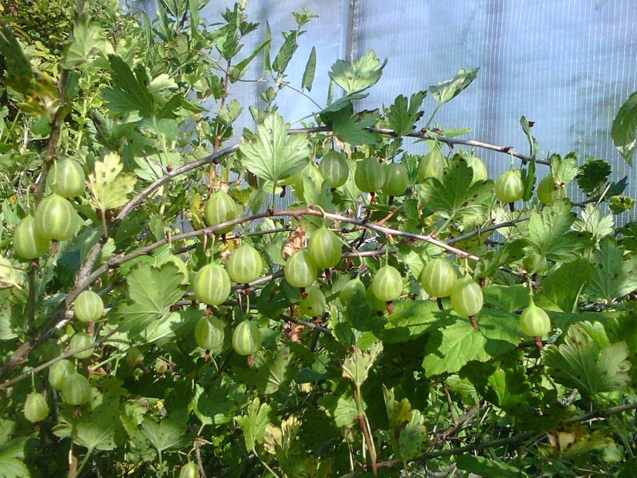 Крыжовник дзинтарс