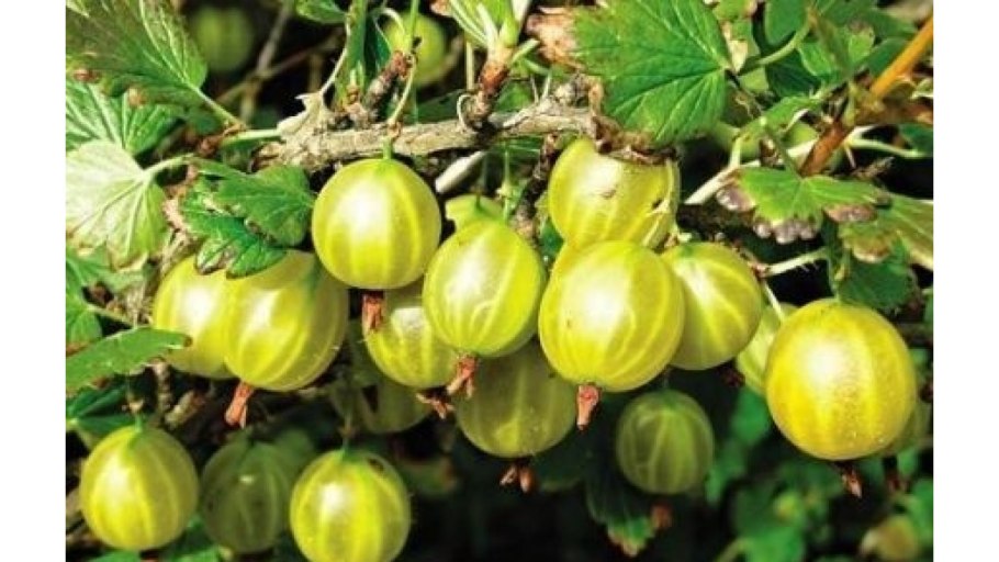 Крыжовник сорт Янтарный