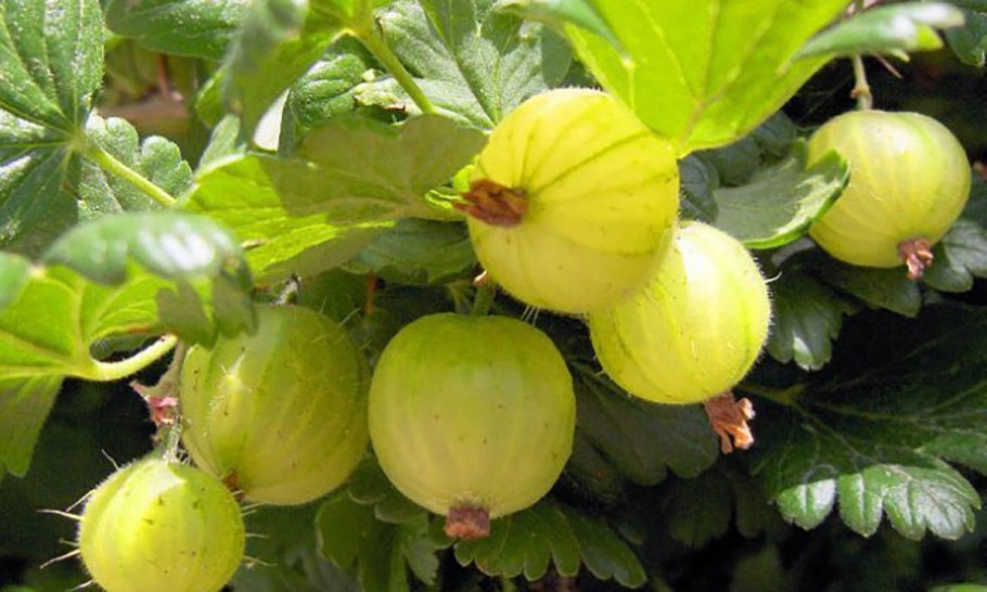 Крыжовник Ува Криспа