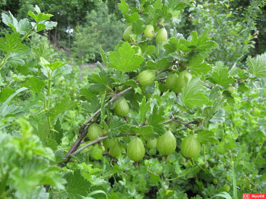 Крыжовник Балтийский