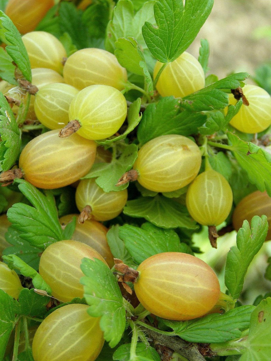 Крыжовник зеленый сорт Родник