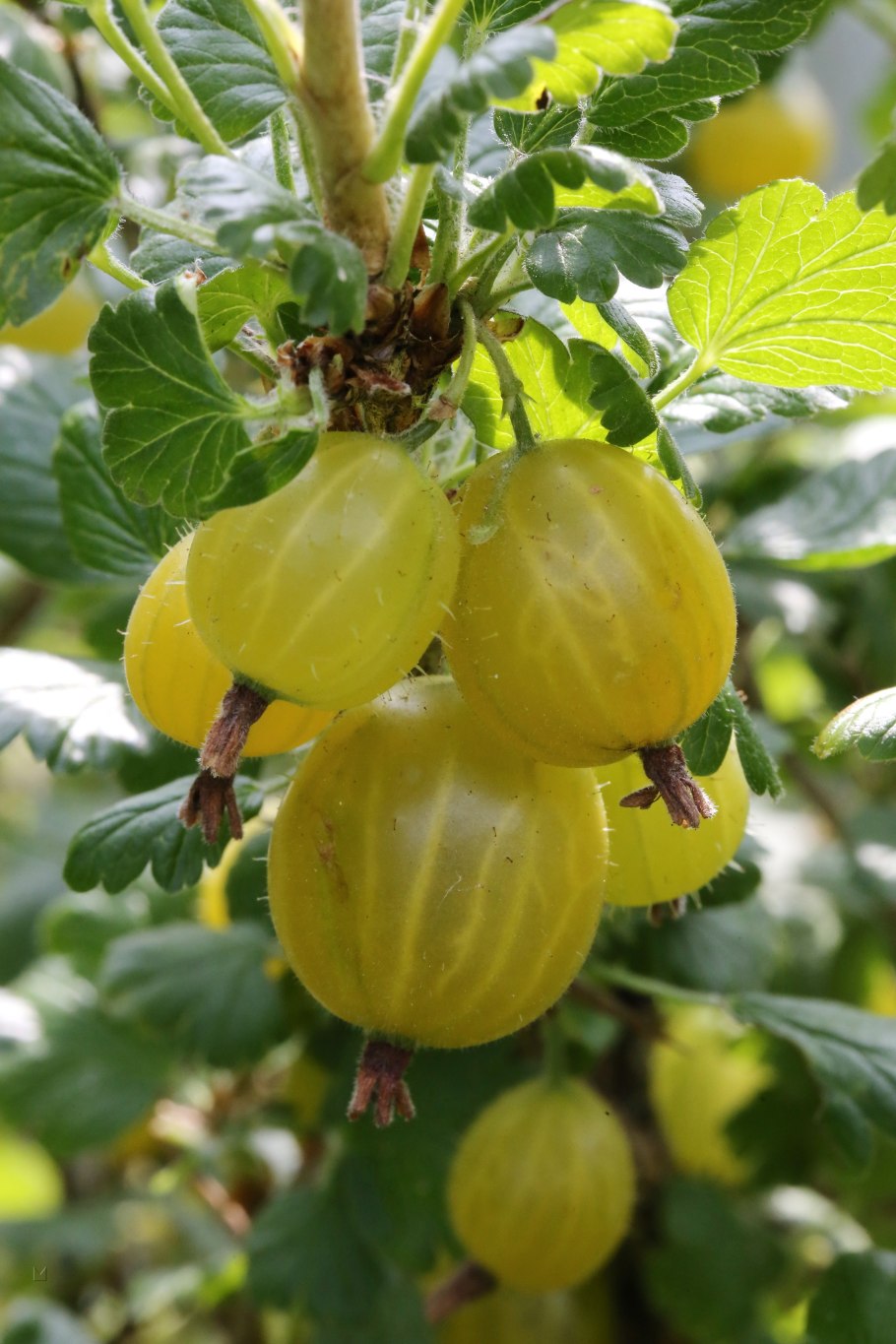 Крыжовник финский зеленый