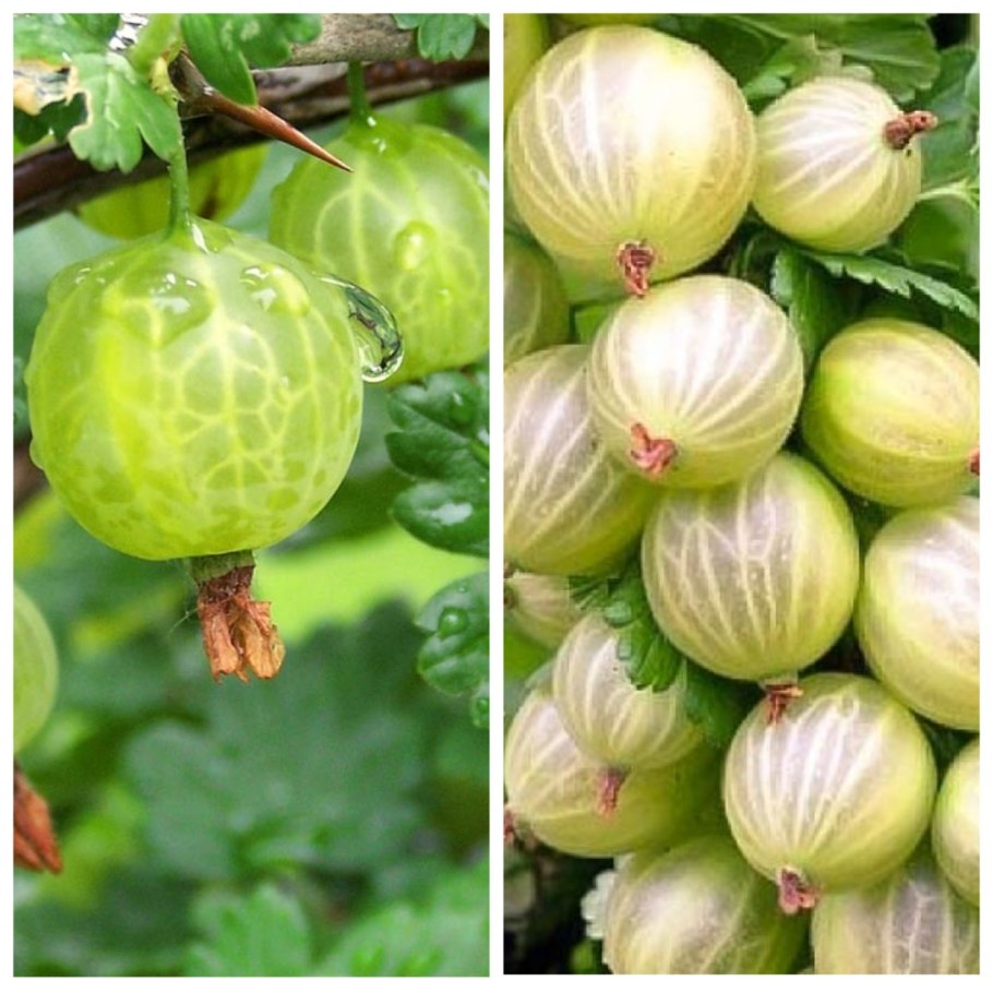 Крыжовник макирайнес