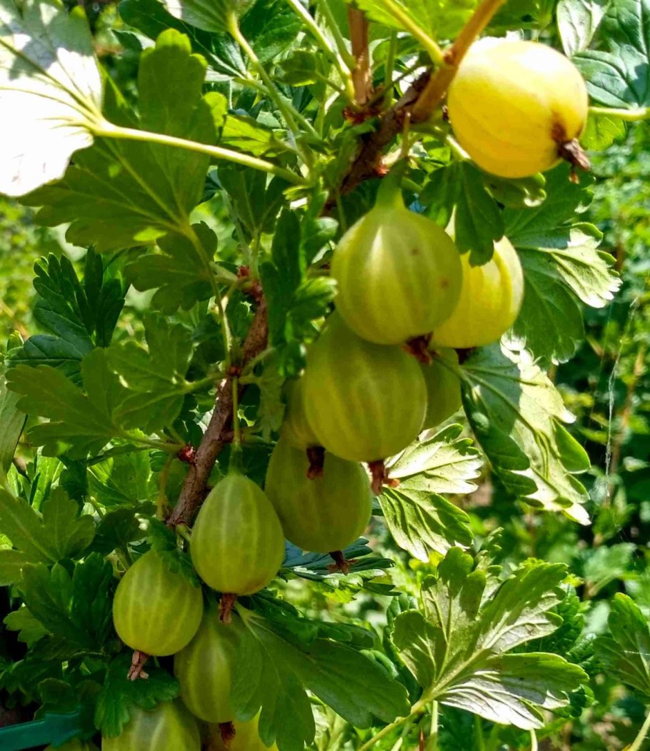 Крыжовник Алтайский слабошипный
