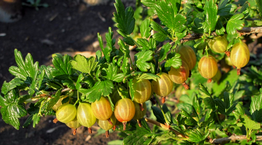 Крыжовник бесшипный Геркулес