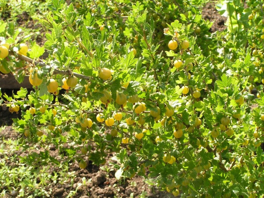 Крыжовник шалун