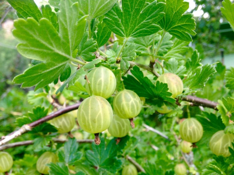Крыжовник зеленый Инвикта