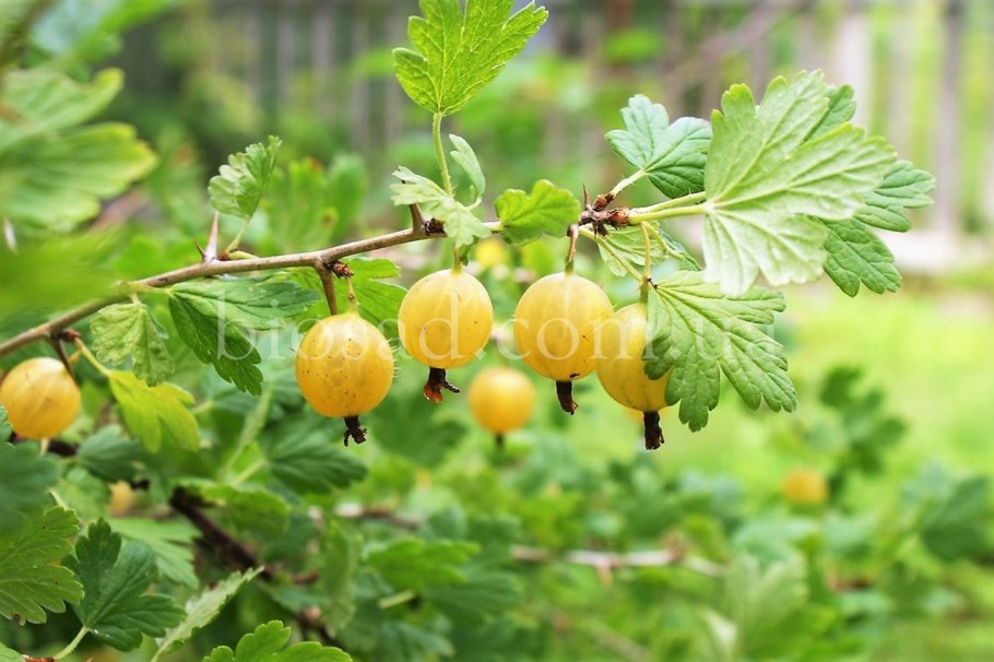 Крыжовник hinnonmainen keltainen