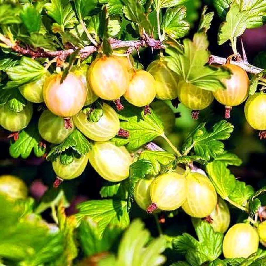 Крыжовник Черномор