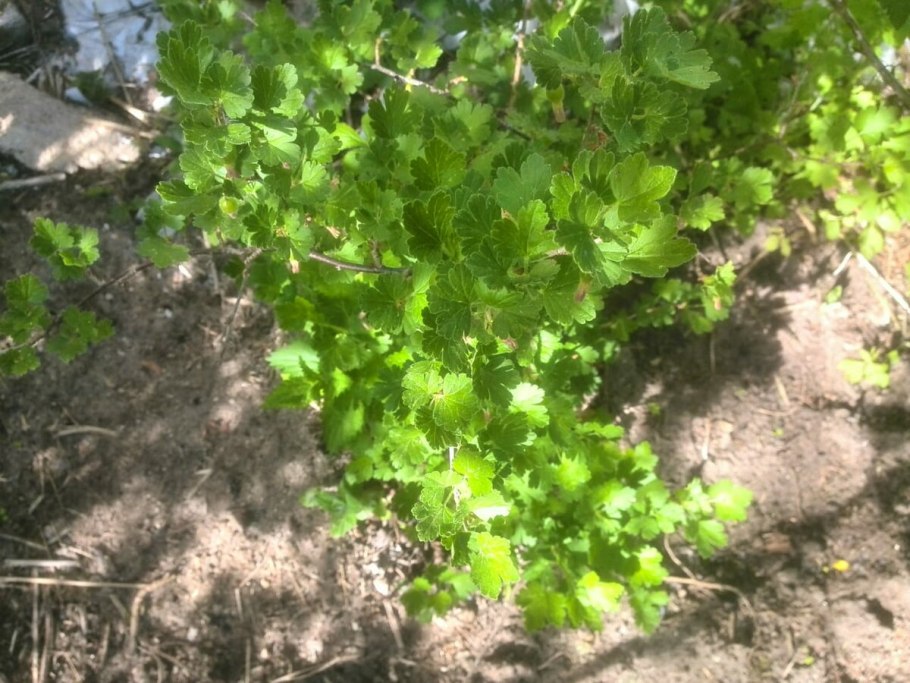 Крыжовник берилл (с2)