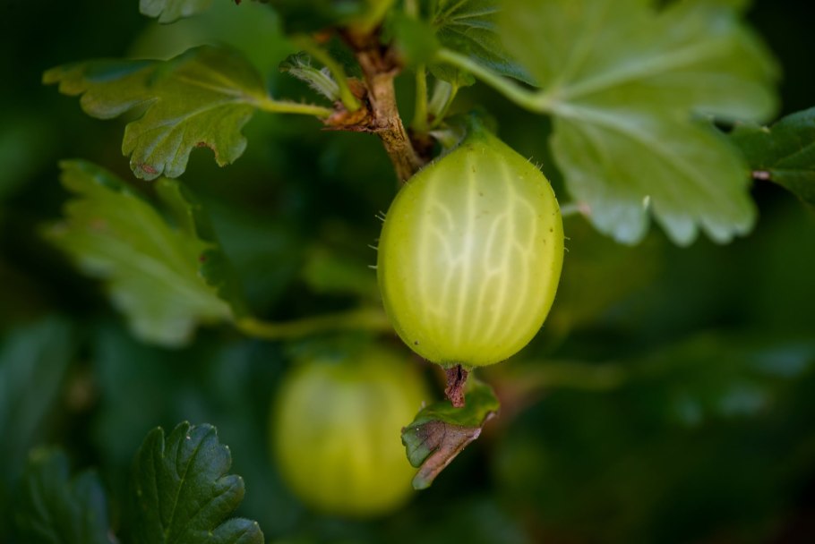 Сорт Изабель крыжовника