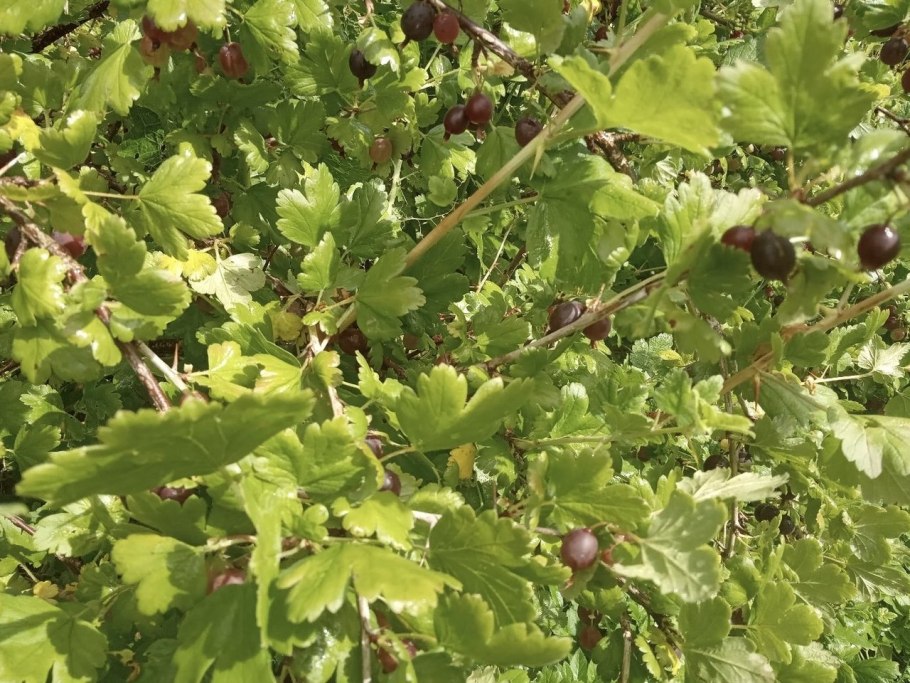 Крыжовник Хинномаки Грин